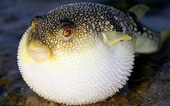 Ngộ độc cá nóc, 6 người nhập viện khẩn cấp