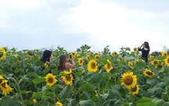 Thiếu nữ đổ về "đọ sắc" hoa hướng dương bên “dòng sông hoa lửa”