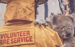 Những hình ảnh thảm thương vì cháy rừng ở Australia