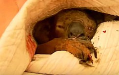 Video cháy rừng ở Australia: Gấu túi Koala kêu thảm thương khi được cứu