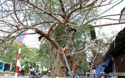 Đào rừng xuống phố, "hét giá" hàng trăm triệu đồng