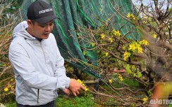 "Hốt bạc" từ dịch vụ cho thuê mai cảnh dịp Tết tại Đà Nẵng