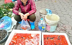 Xuất hiện nhiều loại cá "lạ" cúng ông Công ông Táo, chép vàng ế ẩm