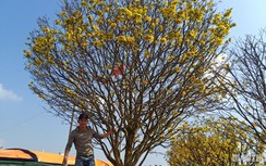 Trầm trồ cây mai vàng đại thụ lần đầu xuất hiện ở chợ hoa Tết Đà Nẵng