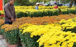 Nhộn nhịp hoa Tết ngoại thành Sài Gòn