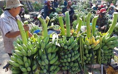 Ngỡ ngàng chợ chuối Tết lớn nhất miền Trung