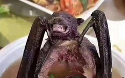 Báo Anh: Thịt dơi có thể là nguyên nhân bùng phát dịch viêm phổi lạ