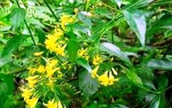 Ngày 29 Tết, hai người đàn ông ở Nghệ An ăn lá ngón tự tử