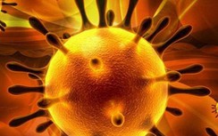 Nhật Bản xác nhận trường hợp thứ 2 nhiễm virus Corona