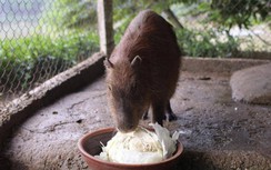 Hà Nội xuất hiện giống chuột to bằng con lợn