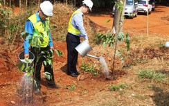 Trồng cây xanh ven quốc lộ làm chậm "lão hóa" mặt đường