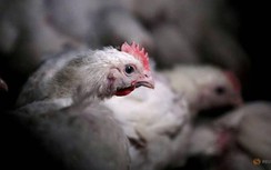 Dịch cúm gia cầm H5N1 bùng phát ở Hồ Nam, Trung Quốc