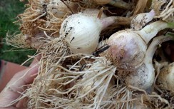 Công an điều tra việc tung tin tỏi Lý Sơn của tài khoản FB Lương Hoàng Anh