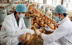 Thủ tướng: Chặn dịch H5N1, không để dịch chồng dịch