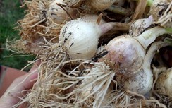 Chủ FB Lương Hoàng Anh tung tin sai về tỏi Lý Sơn đối diện mức phạt nào?