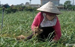 Đề nghị Bộ Công an truy chủ Facebook tung tin Tỏi Lý Sơn nhiễm thuốc sâu