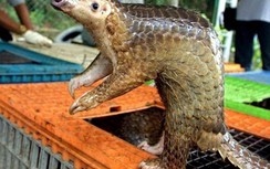 Vật chủ trung gian lây truyền virus Corona mới có thể là tê tê