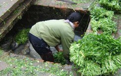 Một hộ kinh doanh rau tại Lâm Đồng bị phạt 75 triệu vì gây ô nhiễm