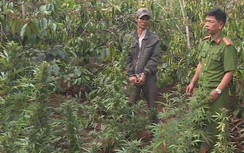 Bắt giữ chủ vườn trồng hơn 1.000 cây cần sa cho... gà ăn