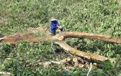 Cận cảnh cưa hạ cây giải phóng “điểm nghẽn” mặt bằng cao tốc Cam Lộ- La Sơn