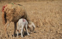 Hạn hán, thiếu nước khốc liệt ở Ninh Thuận