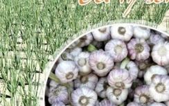 Tung tin đồn sai về tỏi Lý Sơn, bà Lương Hoàng Anh bị phạt bao nhiêu?