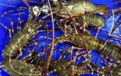 Loạn giá tôm hùm "giải cứu": Người mua bị lừa đẹp bởi chiêu kích cầu?