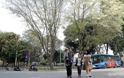 Hà Nội trong trẻo đến lạ với sắc trắng tinh khôi của hoa sưa