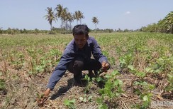 Cà Mau làm gì để khắc phục sụt lún nghiêm trọng kéo dài do hạn hán?