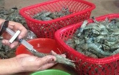 Đối tượng thu gom,vận chuyển hơn 6 tạ tôm sú chứa tạp chất bị phạt 70 triệu