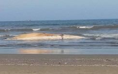 Xác cá voi nặng khoảng 10 tấn dạt vào bờ biển Hà Tĩnh