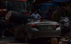 Hà Nội: Mưa lớn làm cây cổ thụ bật gốc, đè nát ô tô đậu trên vỉa hè