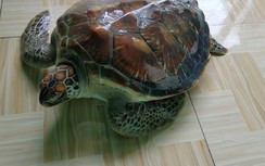 Thót tim hành trình vích quý hiếm trở về "nhà" ở biển Bến Tre