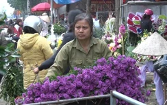 Video: Giá hoa 8/3 rớt thê thảm, người trồng và buôn hoa méo mặt