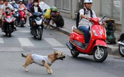 Video: "Sát thủ 4 chân" gây họa cho người đi đường