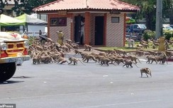 Vắng khách du lịch vì Covid -19, hàng ngàn con khỉ hoang làm loạn đường phố