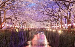 Video: Hoa anh đào đang nở cực đẹp, nhưng sẽ không có lễ hội vì Covid- 19