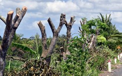 Cắt, tỉa hàng loạt cây dọc đoạn tuyến Tắc Thủ-Vàm Đá Bạc để ngăn...sụt lún