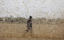 Bộ NN&PTNT báo cáo gấp Thủ tướng kế hoạch ứng phó nạn châu chấu xâm nhập