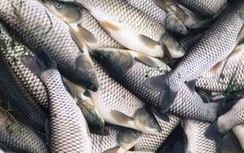 Cá chết bất thường, nổi trắng trên sông Chu