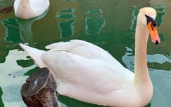 Điều kỳ diệu quay lại với Italy trong thời điểm Covid-19 hoành hành