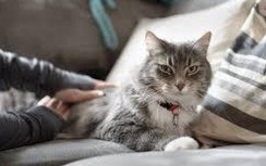 Phát hiện mèo nhà bị nhiễm Covid-19