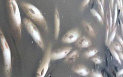 Cá chết hàng loạt trên sông Mã: Phát hiện nhiều cơ sở xả thải trực tiếp