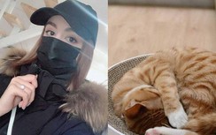 Gần 15% số mèo ở Vũ Hán mắc Covid-19