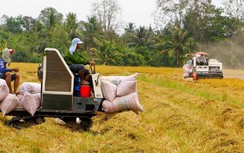 Gạo nằm lại cảng, doanh nghiệp thất thoát hàng trăm triệu mỗi ngày