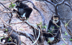 Ninh Thuận: Kêu gọi bảo vệ đàn voọc chà vá quý hiếm xuống núi kiếm ăn