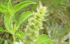 Tác dụng không ngờ từ trà tiên