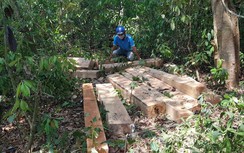 Lâm tặc trà trộn với công nhân, phá tan hoang rừng Ea Sô