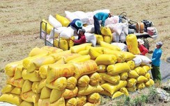 Ưu tiên thủ tục xuất khẩu gạo cho doanh nghiệp có hàng bị kẹt tại cảng