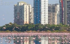 Cảnh tượng diệu kỳ xuất hiện khi đất nước 1,3 tỷ dân phong tỏa dài ngày